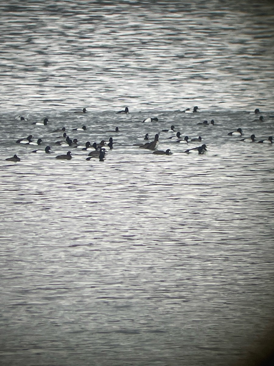 Greater Scaup - ML545367641