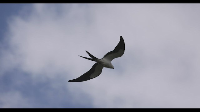 Swallow-tailed Kite - ML545369201