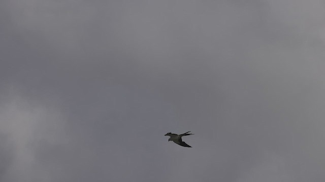 Swallow-tailed Kite - ML545369211