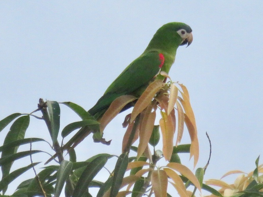 Red-shouldered Macaw - Nick Komar
