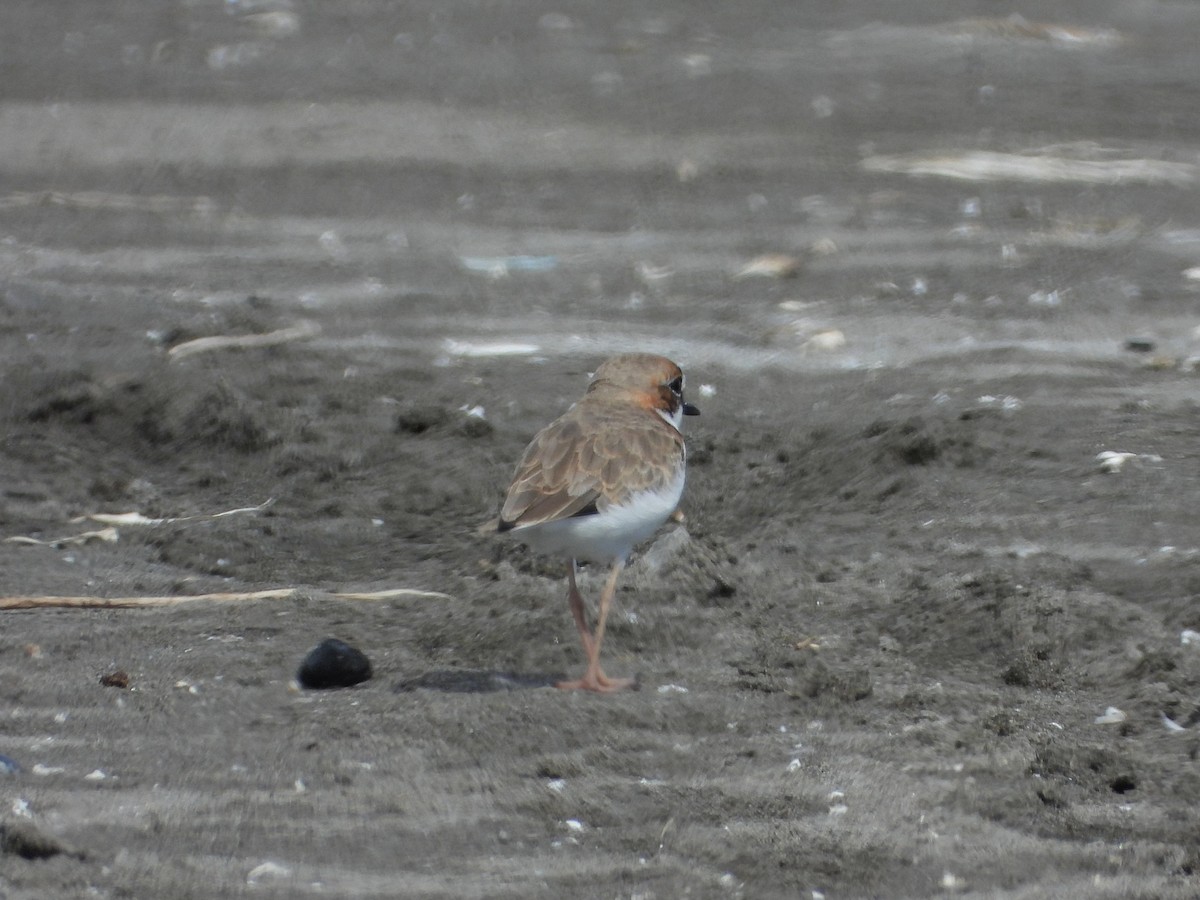 Collared Plover - ML545372551