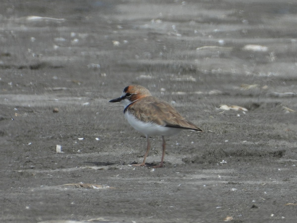Collared Plover - ML545372571