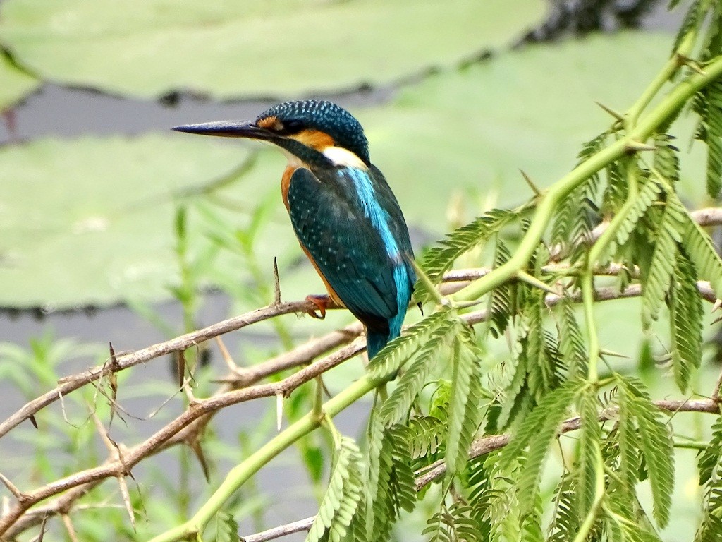 Common Kingfisher - Sreekumar Chirukandoth