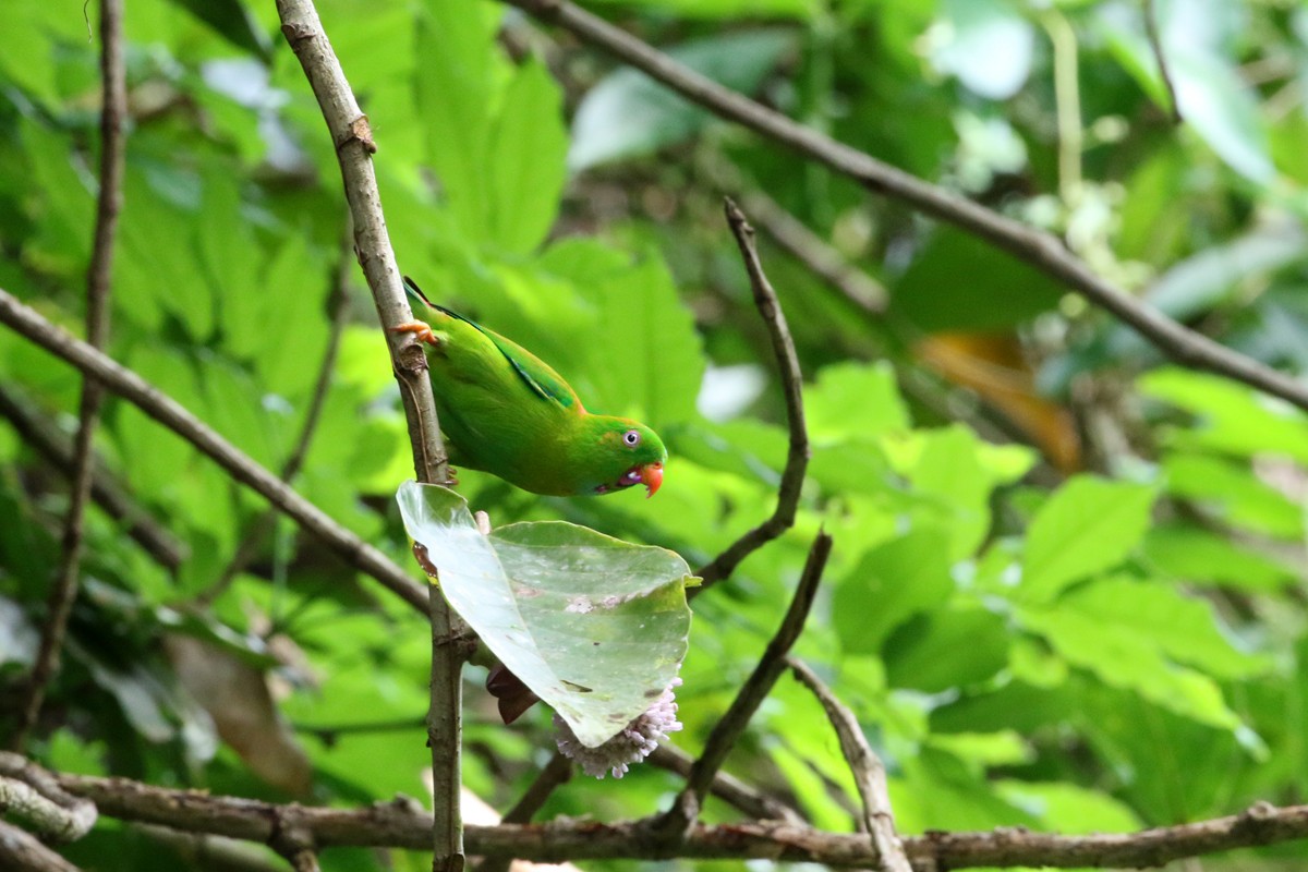 Vernal Hanging-Parrot - Charley Hesse TROPICAL BIRDING