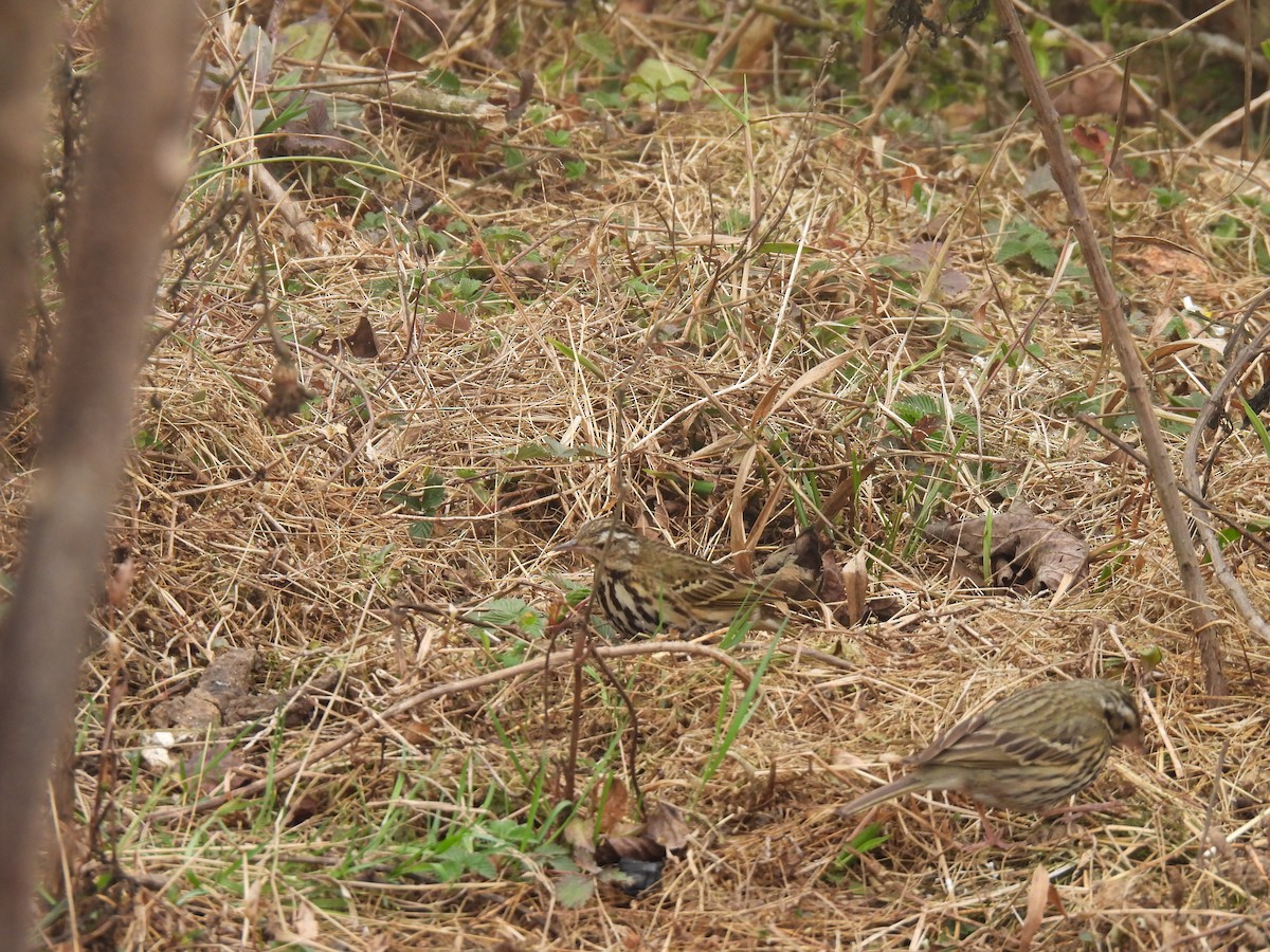 Olive-backed Pipit - ML545377221