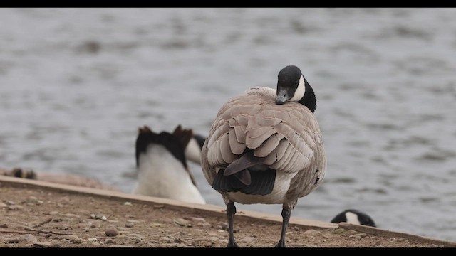 Cackling Goose (Richardson's) - ML545380781