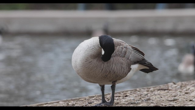 Cackling Goose (Richardson's) - ML545381351