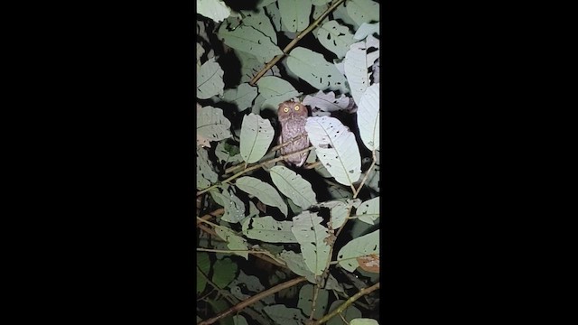 Puntarenas Screech-Owl (undescribed form) - ML545382591