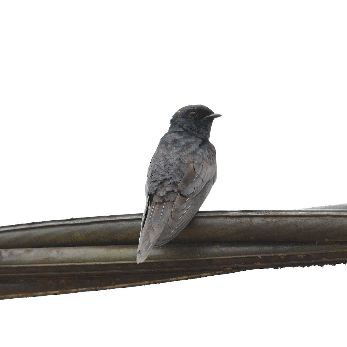 White-banded Swallow - ML545387381