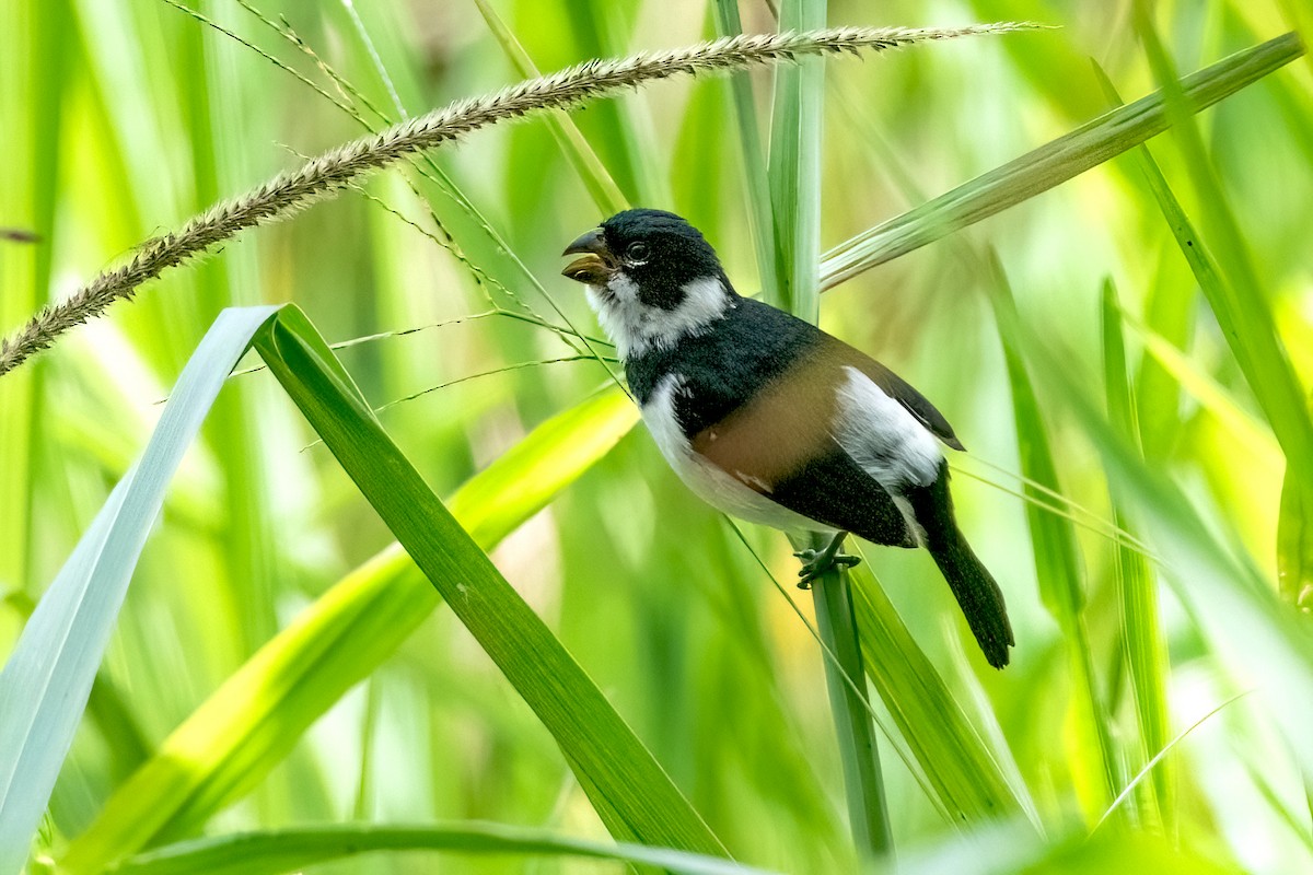 Variable Seedeater (Variable) - ML545387641