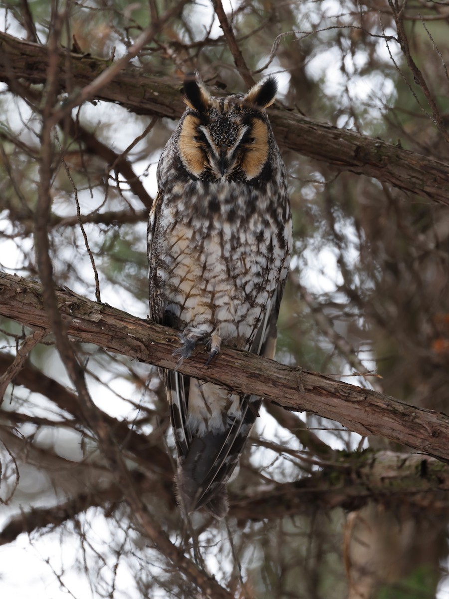 Long-eared Owl - ML545389401