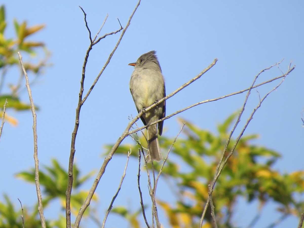 Greater Pewee - ML545393291