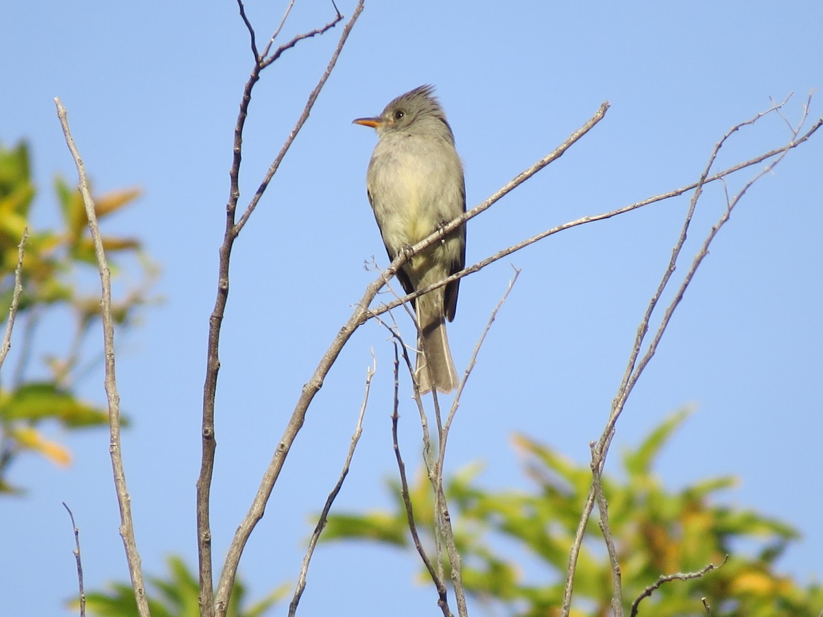 Greater Pewee - ML545393301