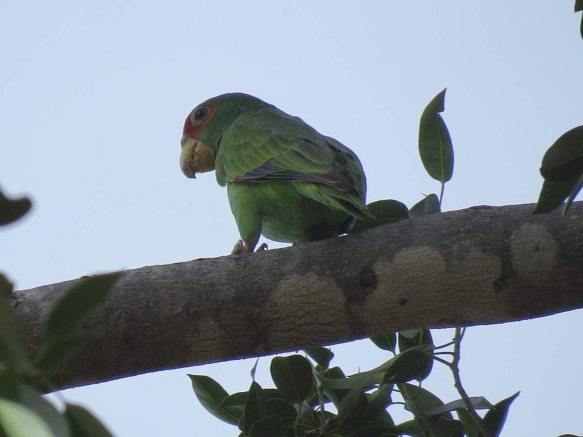 White-fronted Parrot - ML545394551