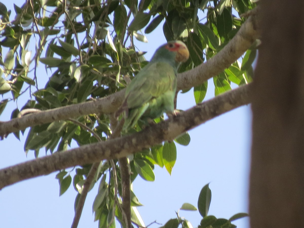 White-fronted Parrot - ML545394561