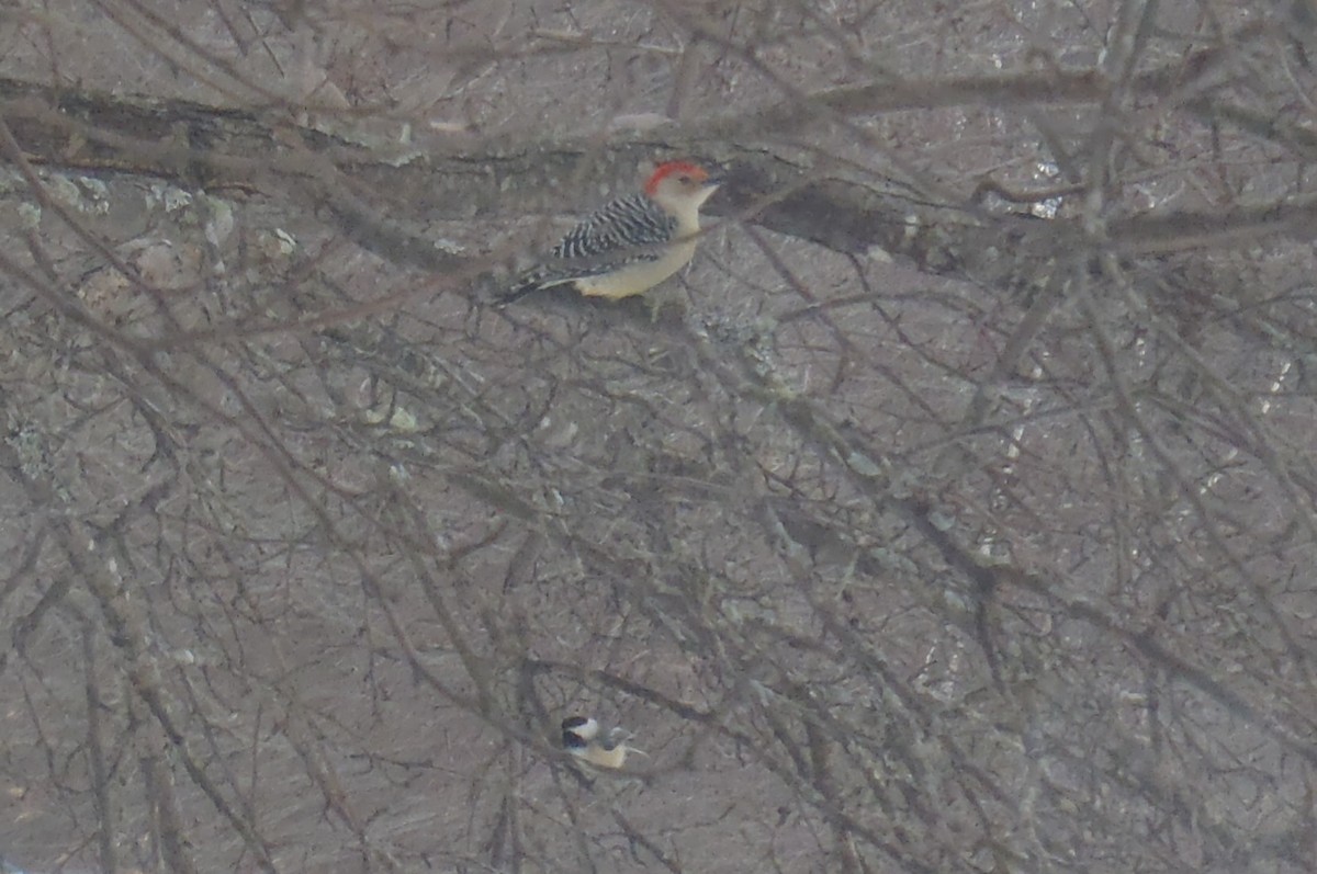Red-bellied Woodpecker - ML545396551