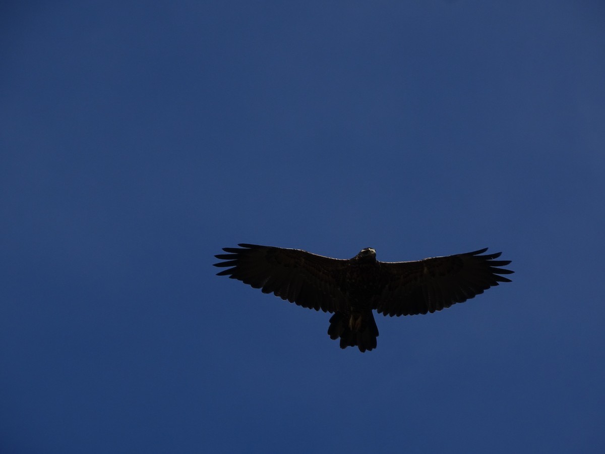 Black-chested Buzzard-Eagle - ML545396681