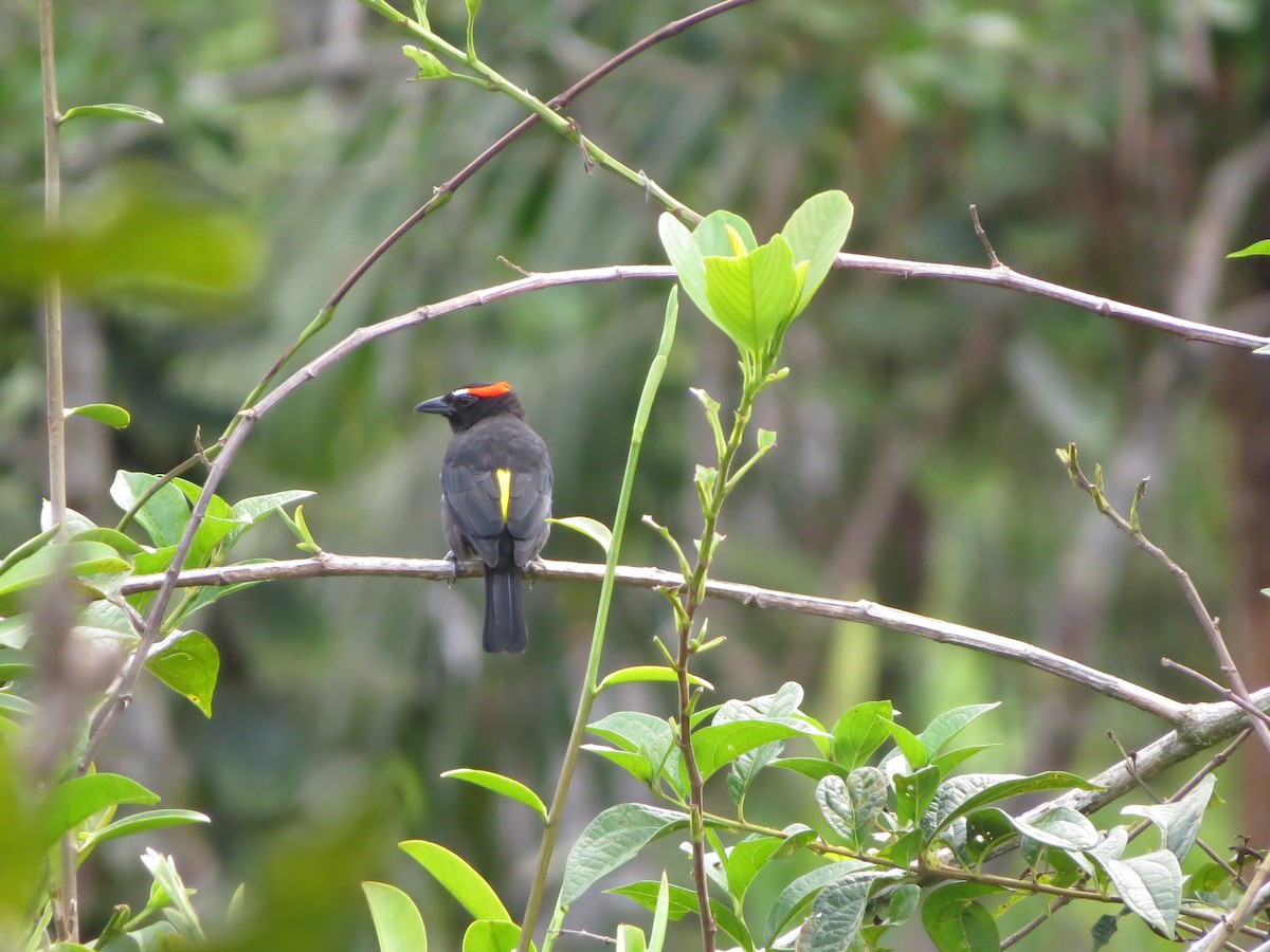 Scarlet-browed Tanager - ML545399211