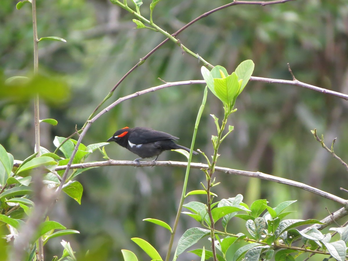 Scarlet-browed Tanager - ML545399221