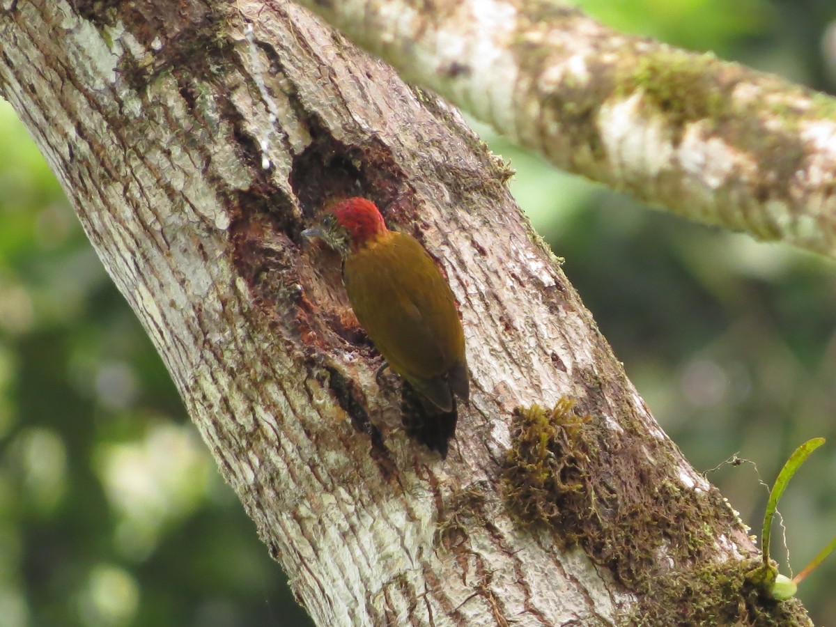 Choco Woodpecker - Johnnier Arango 🇨🇴 theandeanbirder.com