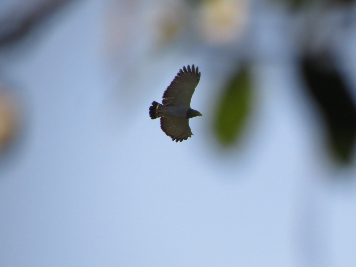 Barred Hawk - Johnnier Arango 🇨🇴 theandeanbirder.com