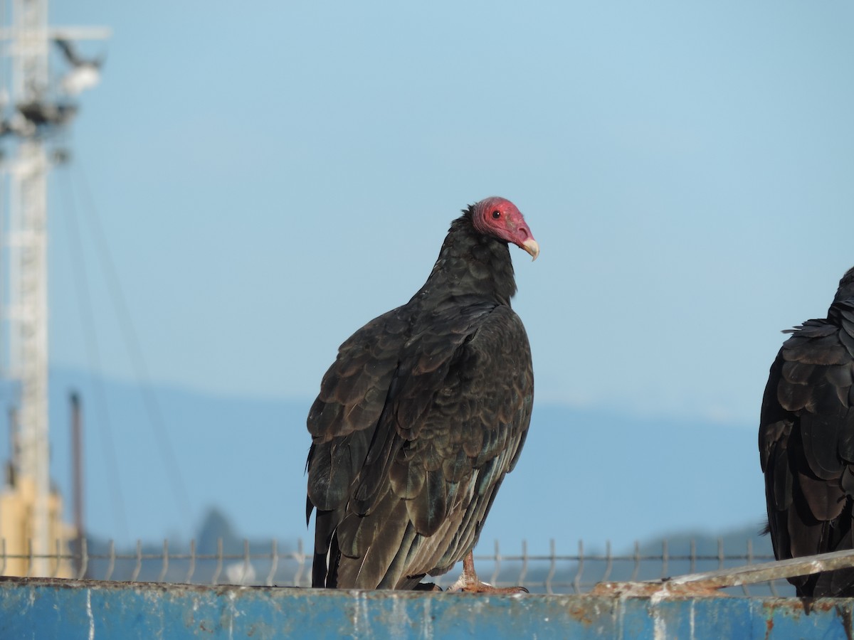 Turkey Vulture - Enzo Gamberini