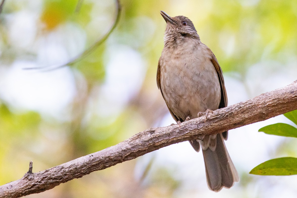 Pale-breasted Thrush - ML545406431