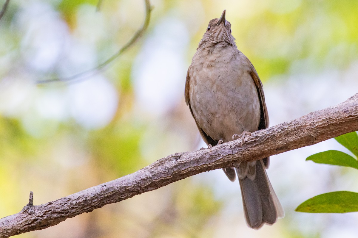 Pale-breasted Thrush - ML545407201