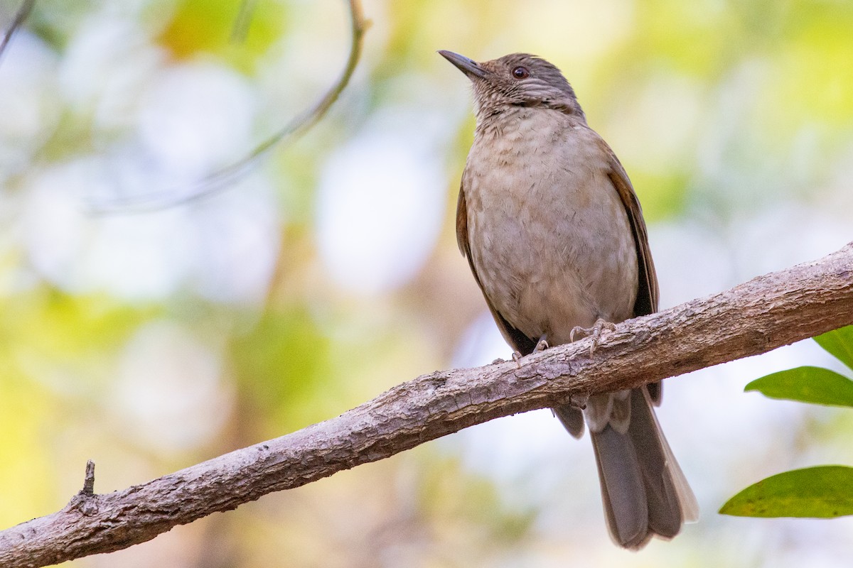 Pale-breasted Thrush - ML545407811