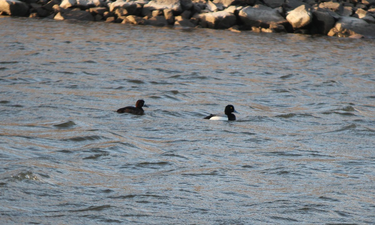 Greater Scaup - ML54540791