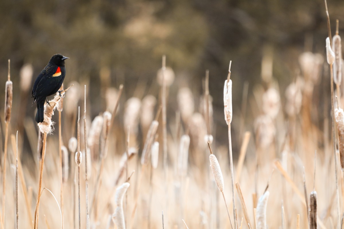 Red-winged Blackbird - cliff utech
