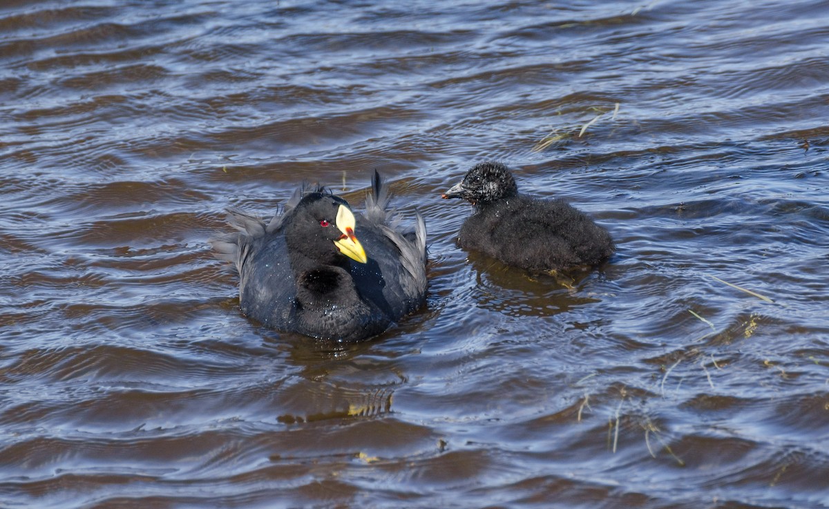 Red-gartered Coot - ML545410851