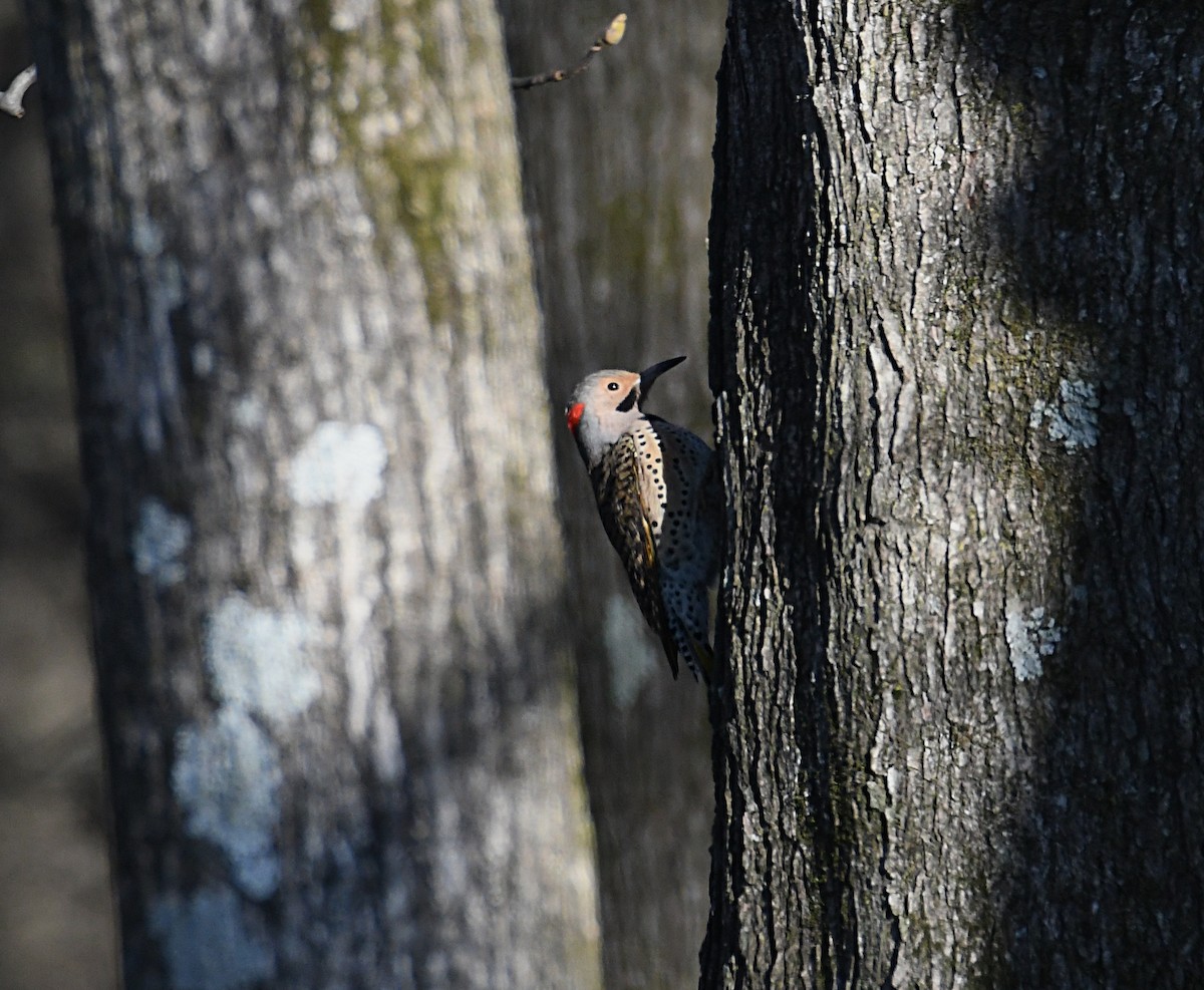 Northern Flicker (Yellow-shafted) - ML545411411