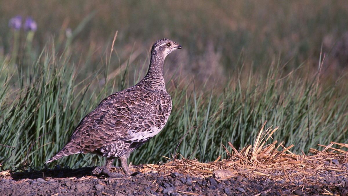 Greater Sage-Grouse - ML545413861