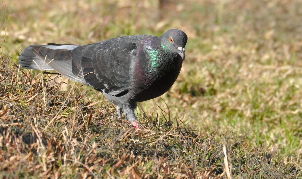 Rock Pigeon (Feral Pigeon) - Matthew Murphy