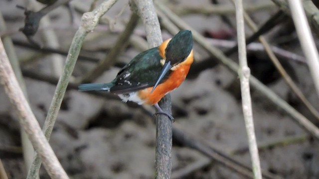 American Pygmy Kingfisher - ML545418351
