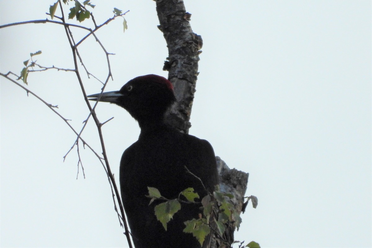 Black Woodpecker - ML545423631