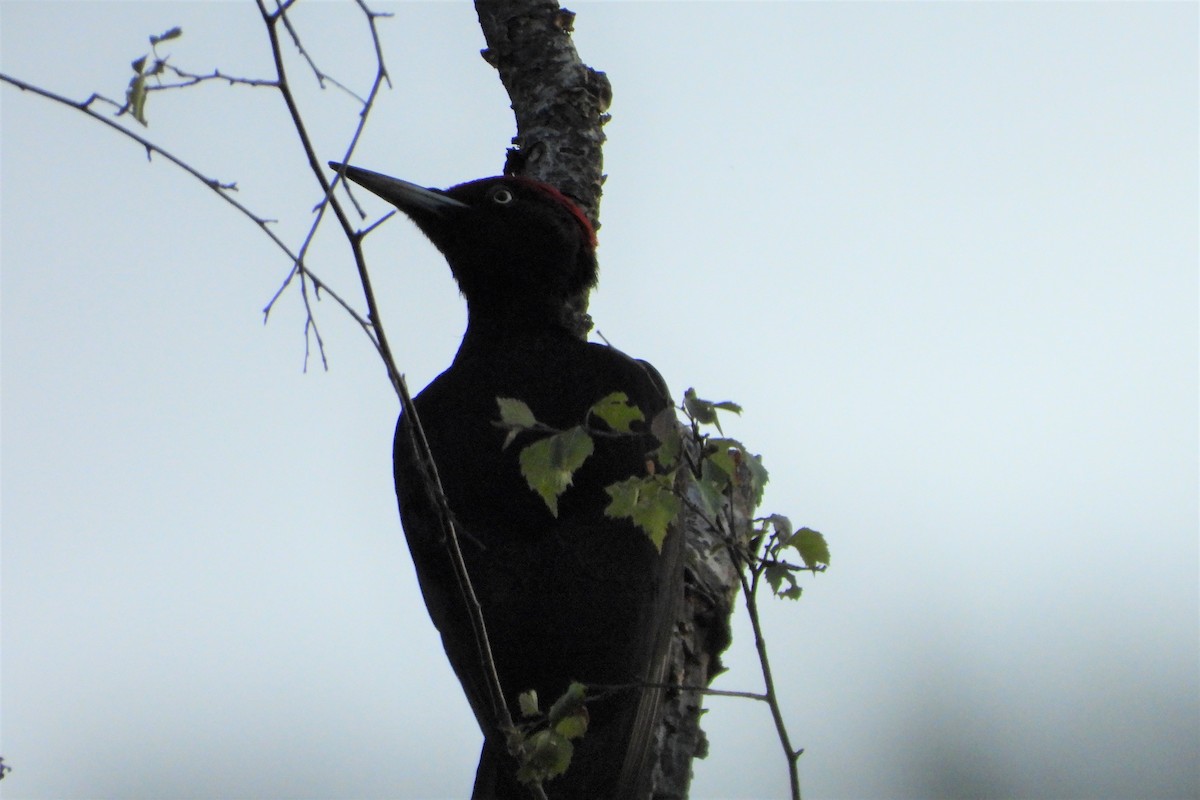 Black Woodpecker - ML545423731