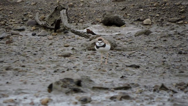 Collared Plover - ML545424551