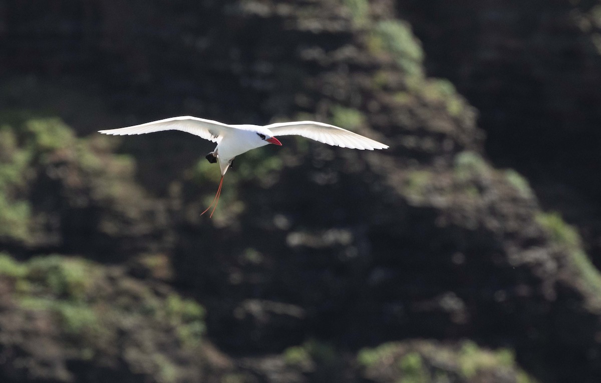 Red-tailed Tropicbird - ML545425441
