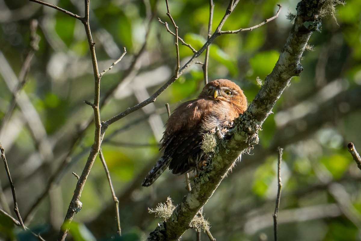 Northern Pygmy-Owl (Guatemalan) - ML545428831