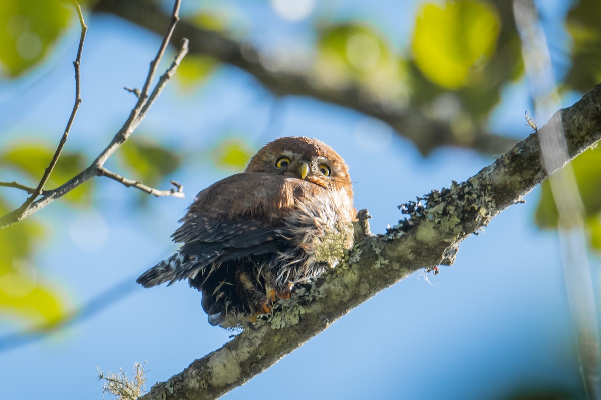 Northern Pygmy-Owl (Guatemalan) - ML545428841