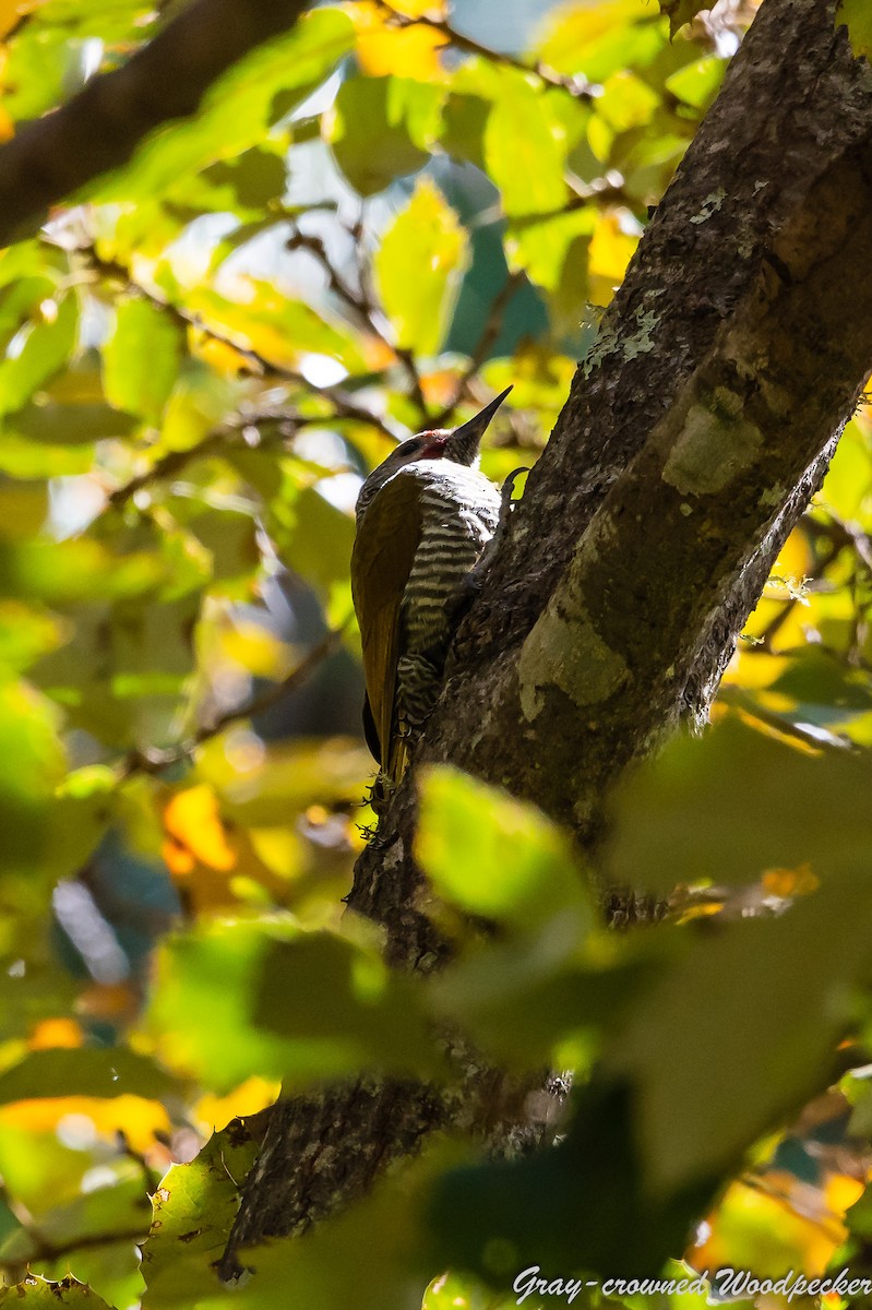 Gray-crowned Woodpecker - ML545432361