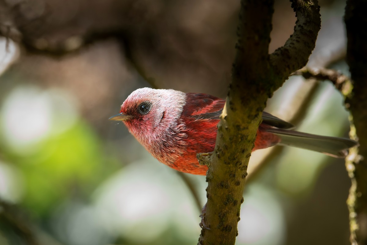 Pink-headed Warbler - ML545441191
