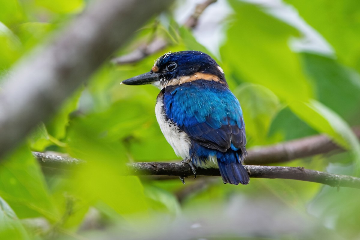 Blue-and-white Kingfisher - ML545441561