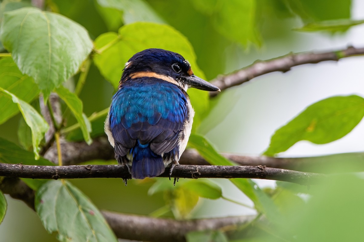 Blue-and-white Kingfisher - ML545441571