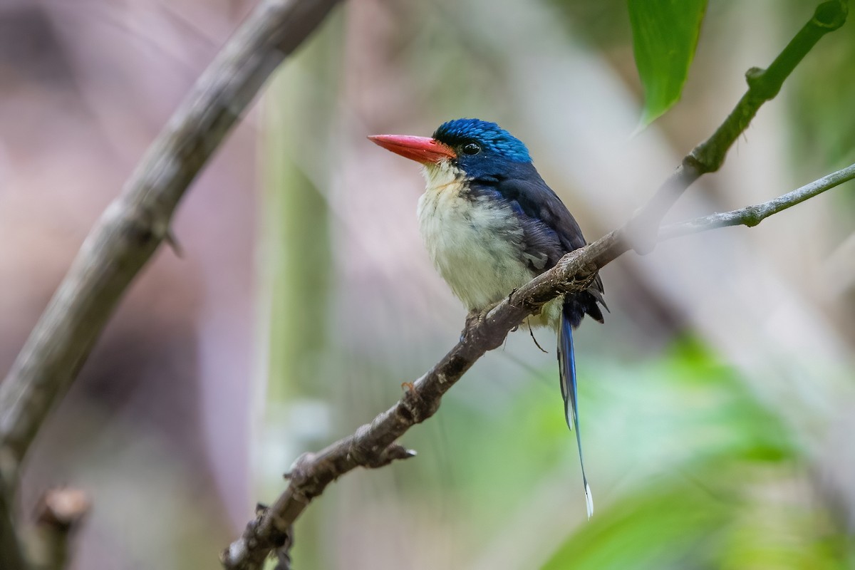 Common Paradise-Kingfisher - Ngoc Sam Thuong Dang