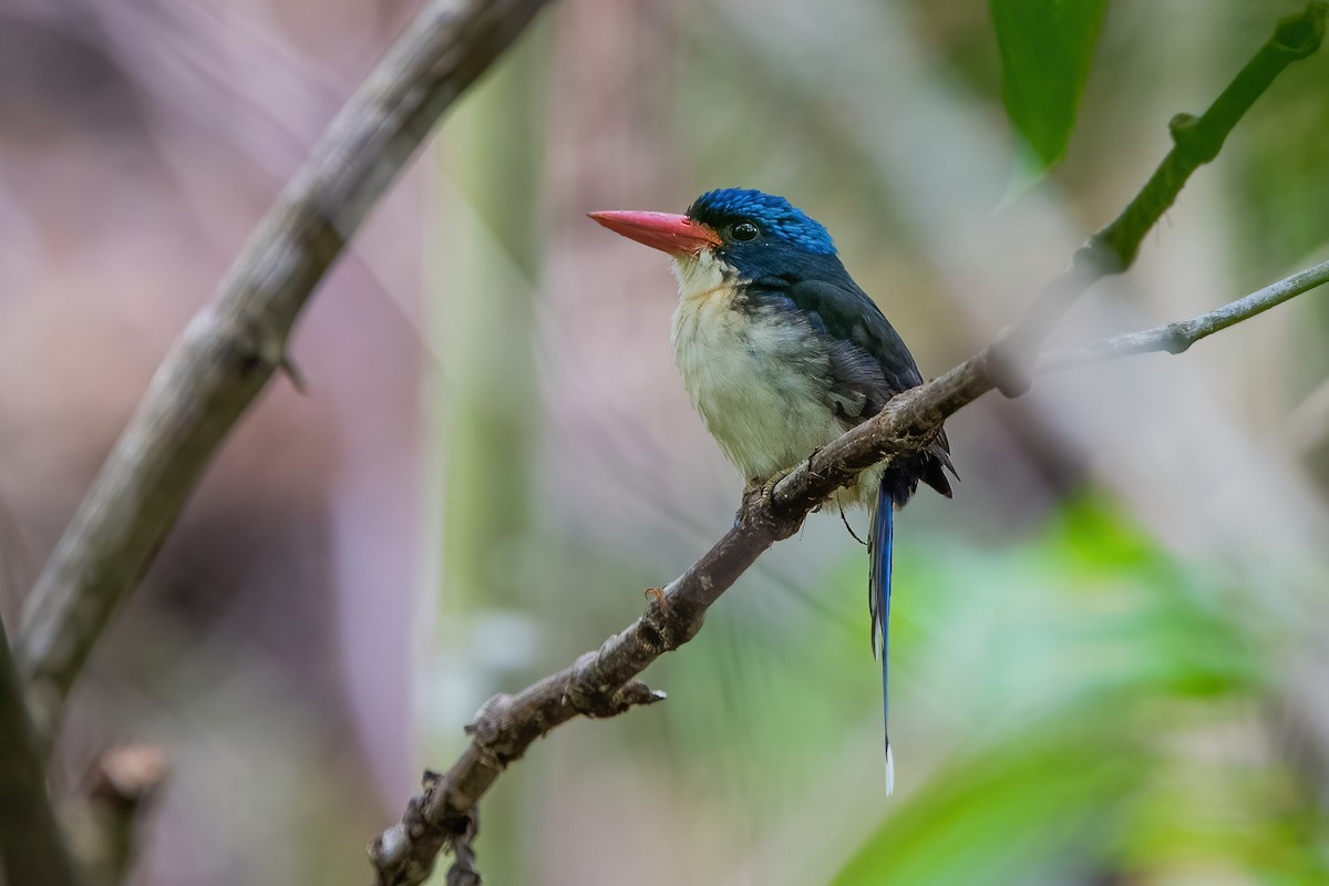 Common Paradise-Kingfisher - Ngoc Sam Thuong Dang