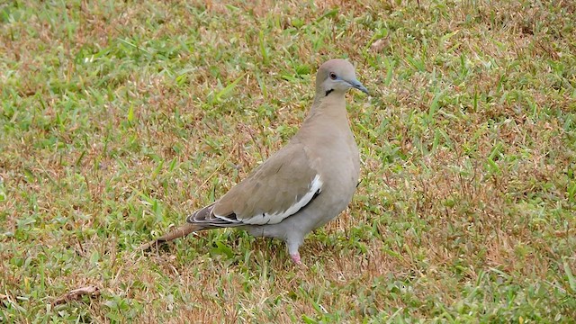 White-winged Dove - ML545443871