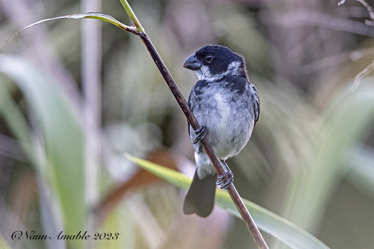 Wing-barred Seedeater (Caqueta) - ML545445111